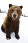 Пленный коричневый медведь, сидящий в снегу — стоковое фото