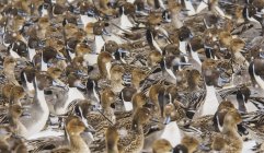 Flock of northern pintails — Stock Photo