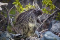 Porcupine standing on ground — Stock Photo