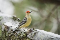 Red-bellied woodpecker — Stock Photo
