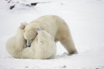 Les ours polaires jouent au combat — Photo de stock