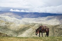 Непальская лошадь отдыхает на горном перевале — стоковое фото