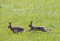 Deux lapins jouant dans l'herbe — Photo de stock