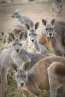 Kangaroos on filed outdoors — Stock Photo