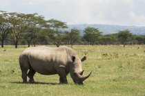 Rhinoceros grazes on grass — Stock Photo