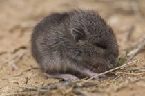 Baby deer mouse — Stock Photo