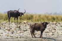 Dos búfalos de agua - foto de stock
