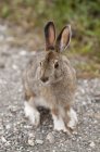 Snowshore Hare sentado no chão — Fotografia de Stock