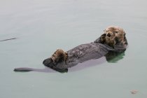 Una lontra marina adulta galleggia nelle acque calme del piccolo porto di Valdez, Alaska centro-meridionale, estate — Foto stock