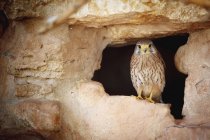 Bird perched in cave — Stock Photo