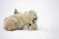 Polar bears play fighting — Stock Photo