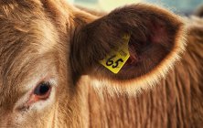 Una etiqueta en el oído de una vaca - foto de stock