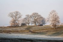 Farmland and trees in frost — Stock Photo