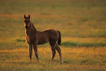 Colt standing at attention on green pasture — стоковое фото
