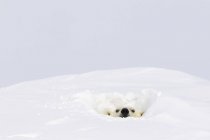 Polar bear sticking head out — Stock Photo