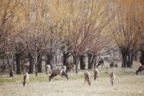 Ciervos pastando bajo árboles cerca de bozeman - foto de stock