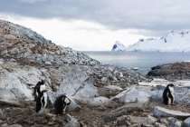 Pingouins gentils sur des pierres — Photo de stock