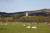 Выпас овец в поле — стоковое фото