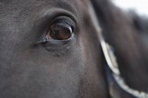 Закрыть лошадиный глаз — стоковое фото