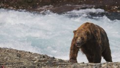 Мокрий бурий ведмідь — стокове фото