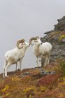 Овцы Далла стоят у обнажения скалы. — стоковое фото