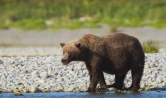 Urso marrom andando — Fotografia de Stock