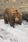 Urso castanho em pé em água corrente — Fotografia de Stock