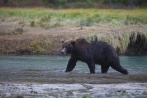Marrón oso camina a través de la laguna de Kinak - foto de stock