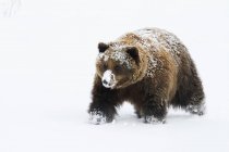 Grizzly-Weibchen laufen im Schnee — Stockfoto