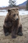 Пленный коричневый медведь на Аляске — стоковое фото