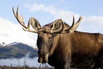 Grande touro alce de pé na natureza selvagem, close-up — Fotografia de Stock