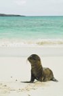 Галапагосский морской лев — стоковое фото