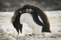 Пингвин Адели на открытом воздухе — стоковое фото