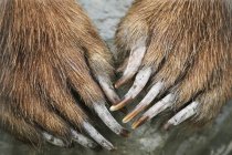 Zampe e artigli dell'orso bruno — Foto stock