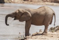 Слон стоїть і п'є — стокове фото