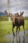 Large bull moose standing at wild nature, closeup — Stock Photo