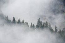 Nebbia sorge tra gli alberi — Foto stock