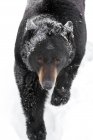 Черный медведь гуляет по снегу — стоковое фото