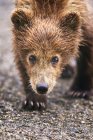 Бурий ведмідь дитинча прогулянки по відношенню до камери — стокове фото