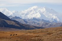 Tre caraibici attraversano la Tundra con Mt. McKinley che incombe sullo sfondo, Denali National Park And Preserve, Interno Alaska, Autunno — Foto stock