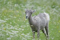 Bighorn овец в поле — стоковое фото