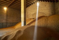 Harvested rice in storehouse — Stock Photo