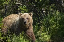 Urso marrom emerge da escova — Fotografia de Stock