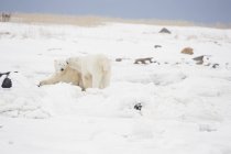 Ursos polares brincam de luta — Fotografia de Stock