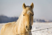 Крем кольорові коні — стокове фото