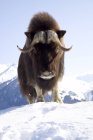 Musk de touro cativo em pé em uma colina nevada — Fotografia de Stock
