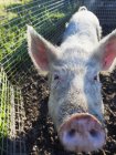 Pig putting snout — Stock Photo