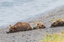 Braunbärenfamilie ruht — Stockfoto