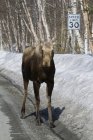 Vaca alce caminha para baixo estrada — Fotografia de Stock