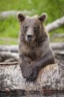 Brown orso riposa sul tronco caduto — Foto stock